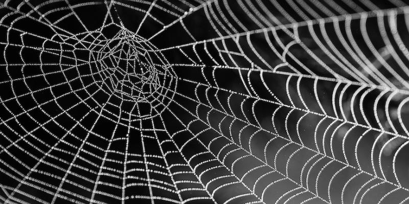Indoor spider removal and targeted treatment in Missouri